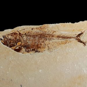 Poisson fossile Diplomystus dentatus