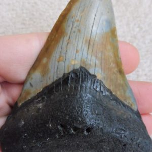 Dent de Mégalodon – insolite