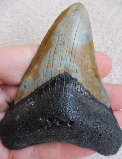 Dent de Mégalodon – insolite – Image 3